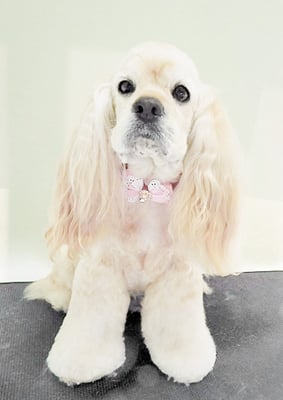 福富ベリーちゃん