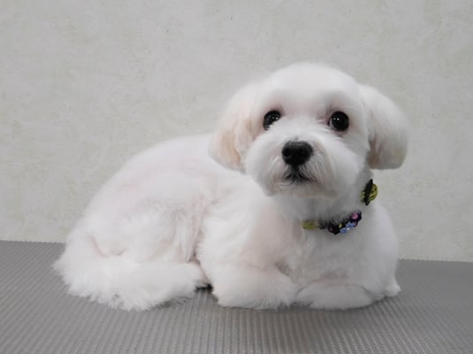 高橋マルちゃん