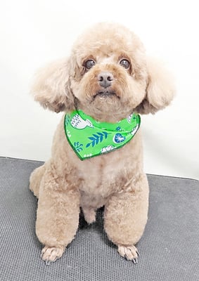 新屋敷コウちゃん