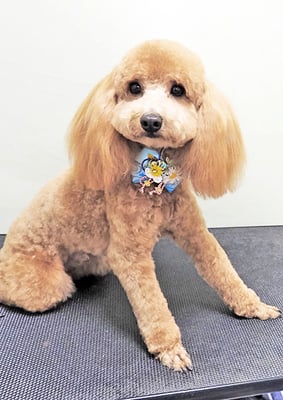 佐多ぶいちゃん