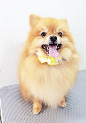 大井ポンタちゃん