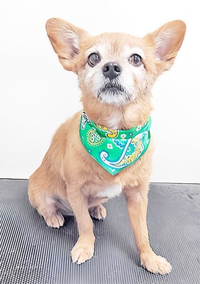 助村ルウちゃん