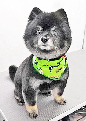 福山ポパイちゃん