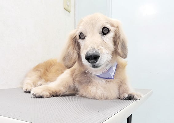 湯田ハヤテちゃん