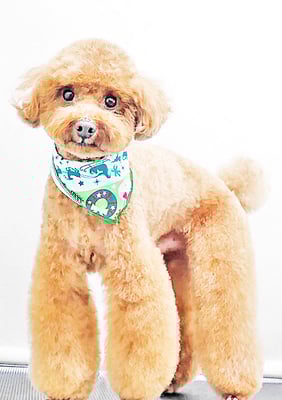 吉村弦之介ちゃん