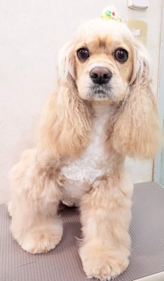 高尾キャンディちゃん