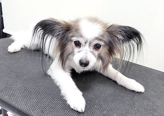 松元ミニーちゃん