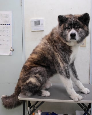 古賀秋男ちゃん