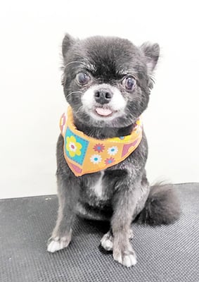 森崎シロちゃん