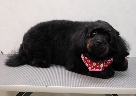 菅原クーちゃん