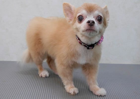 江上ベベちゃん