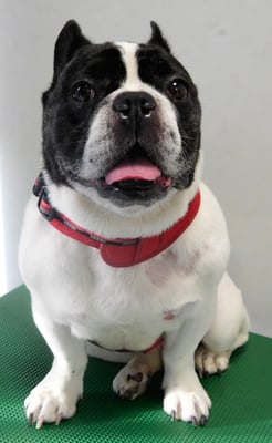 池田ゲンタちゃん