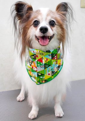 吉田パピちゃん