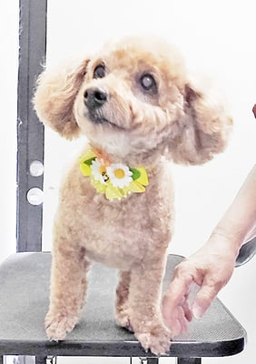 本田ゆめちゃん