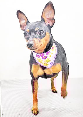 宮下ティノちゃん