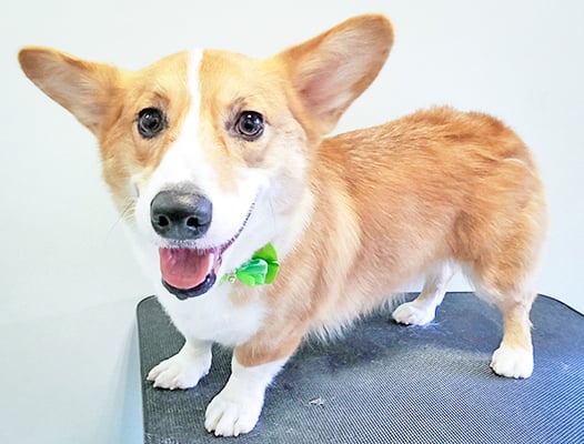 野間ムギちゃん