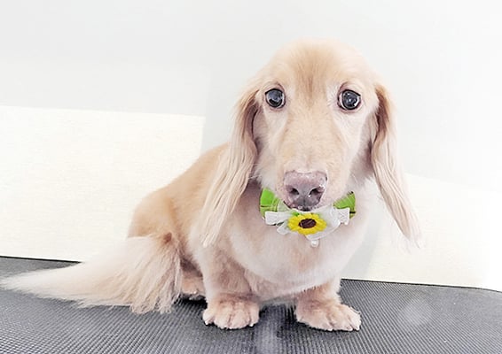 前薗パルちゃん