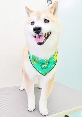 中森ラフちゃん