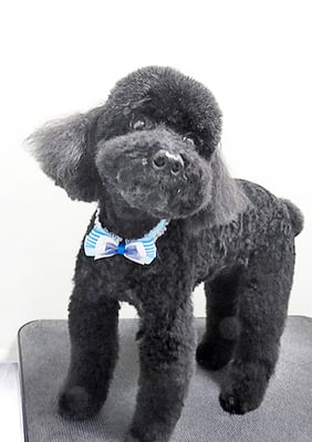 上村エイトちゃん