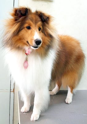 泊口みらちゃん