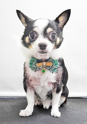 大山ビビちゃん