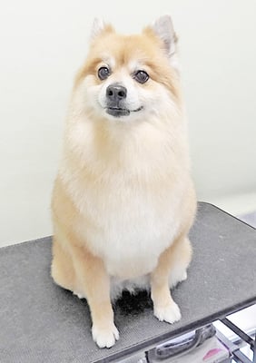 皆元シュワちゃん