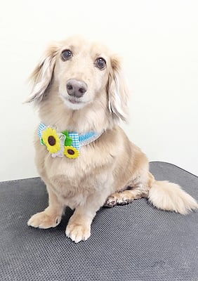 片山マルルちゃん