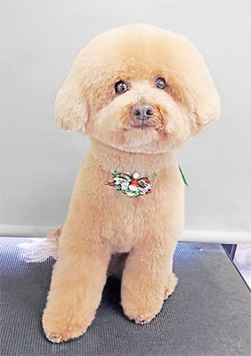 町田ジュニアちゃん