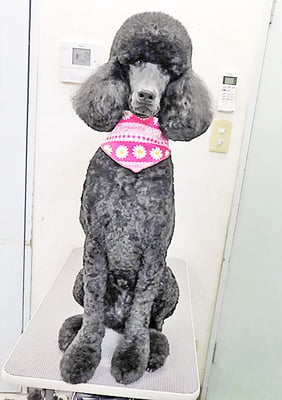 中野小豆ちゃん