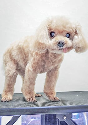 佐藤クルミちゃん