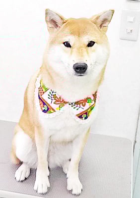 玖須ルビーちゃん