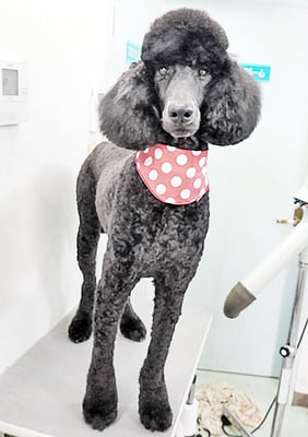 中野小豆ちゃん