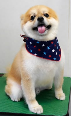 草野マロンちゃん