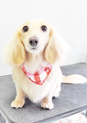 松村エルちゃん