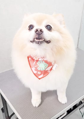 徳留クマちゃん