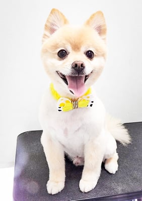 徳留クマちゃん