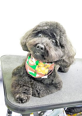 本坊ダノちゃん