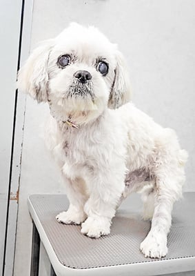 山本サランちゃん