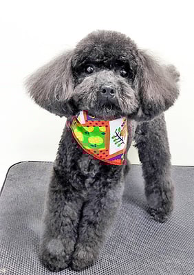 石田おはぎちゃん