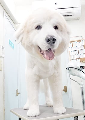 田代メイちゃん