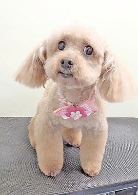 福田ダイアリーちゃん