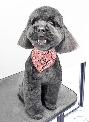 本坊ダノちゃん