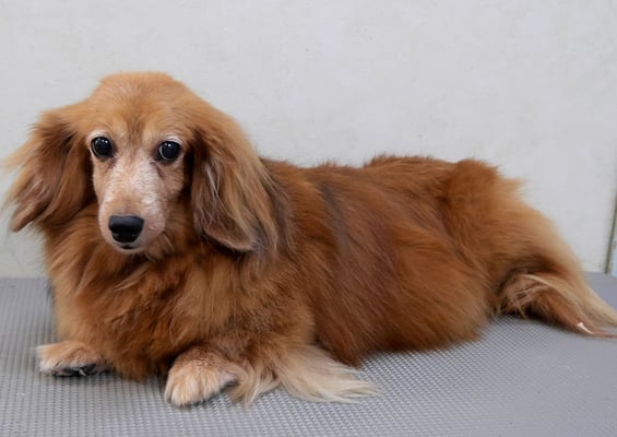 川吉モモちゃん