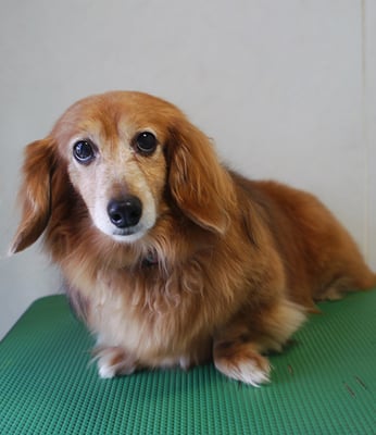 川吉モモちゃん