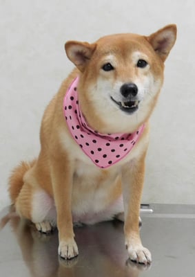 有馬コナツちゃん