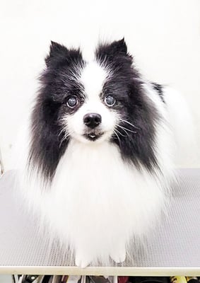 八木マリアンちゃん