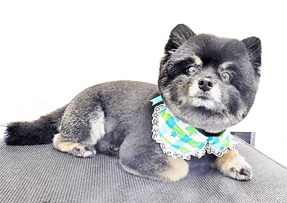 福山ポパイちゃん