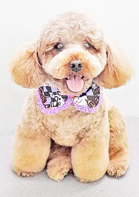 榎元チョコちゃん