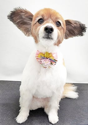 玉利ゆずちゃん