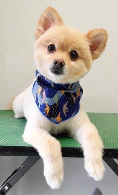 徳留クマちゃん